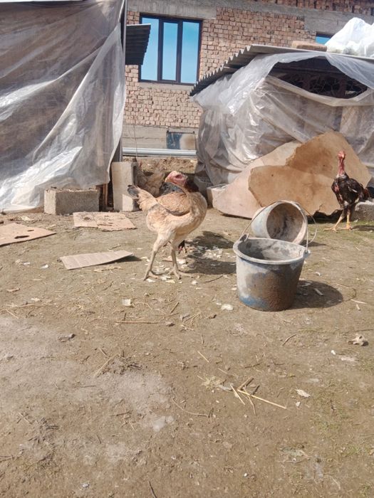 Дакан тауық қораз сатылады