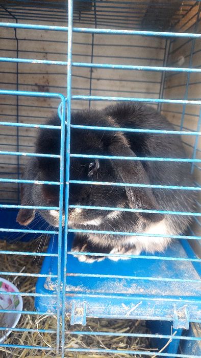 Декоративные кролики