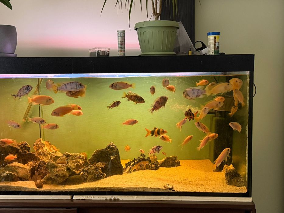 Acvariu 200/60/60 -720 L