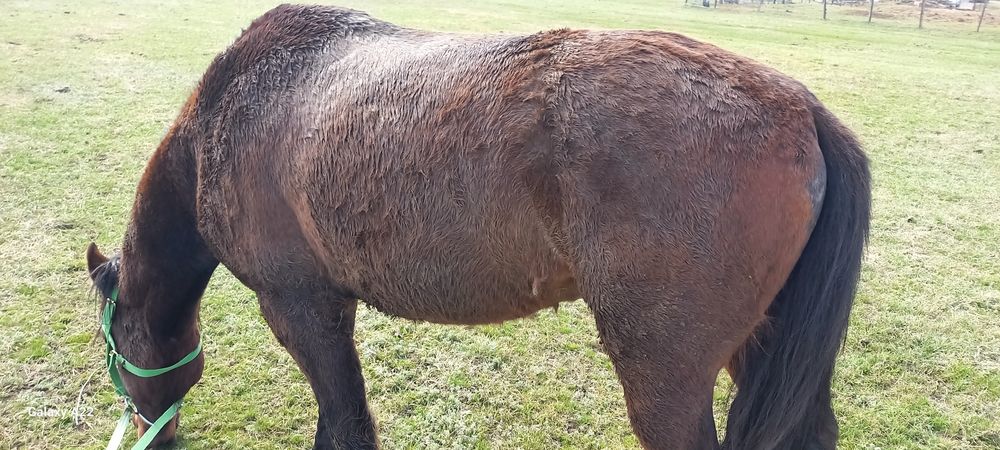 Ат сатылады мынгы жуас