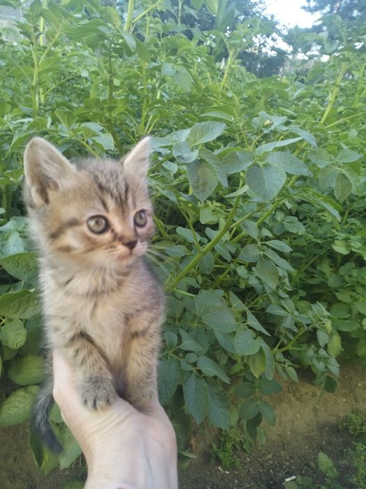 Отдам кошечку в добрые руки