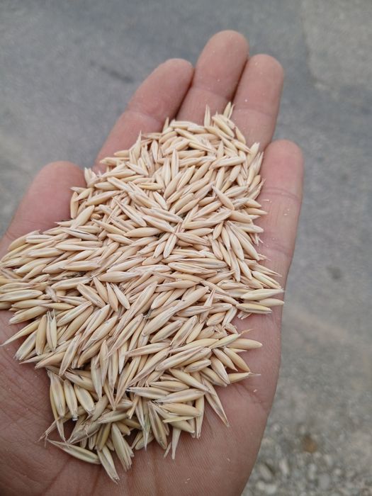 Vând semințe de ovăz selectată