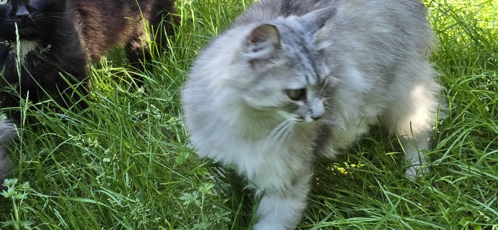 Кошку в хорошие руки