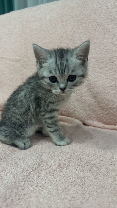 продаётся котенок.Британец прямоухий