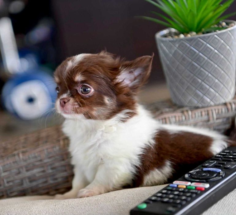 Мъжко дългокосместо мини чихуахуа бял шоколадов тен