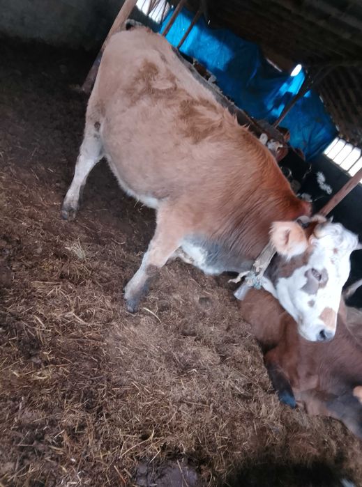 Junică de 2 ani metis bălțată românească