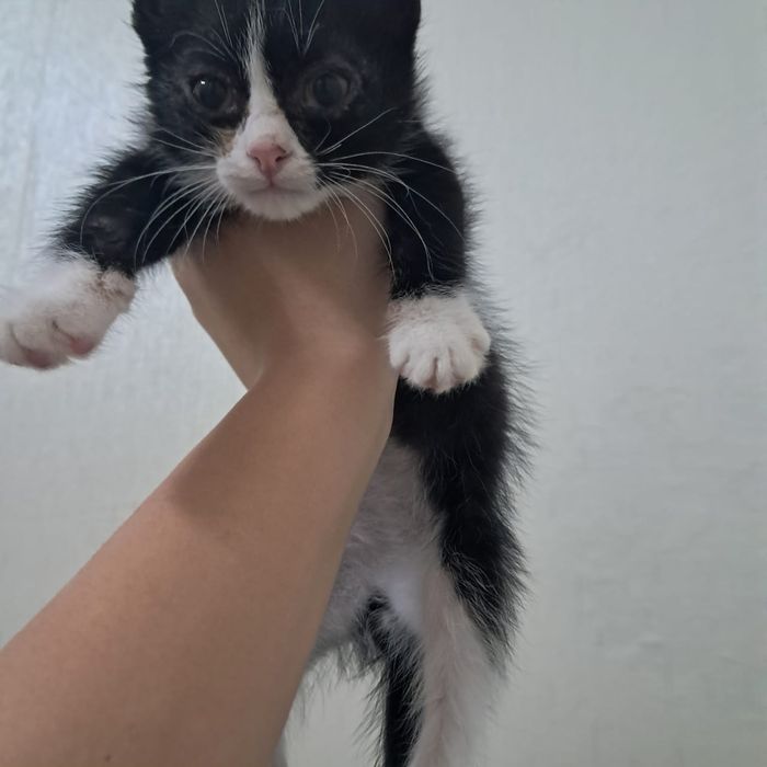 Отдам котят бесплатно