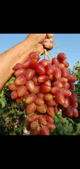 Саженцы винограда