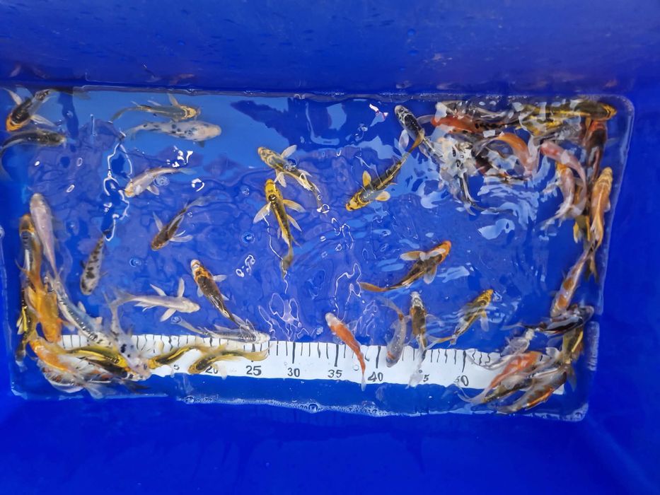 Crap koi butterfly voalati