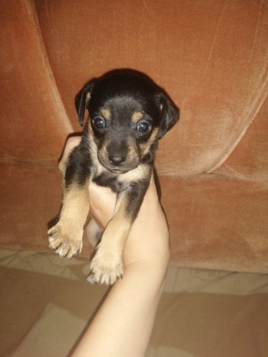 Мальчик той-терьер для вязки