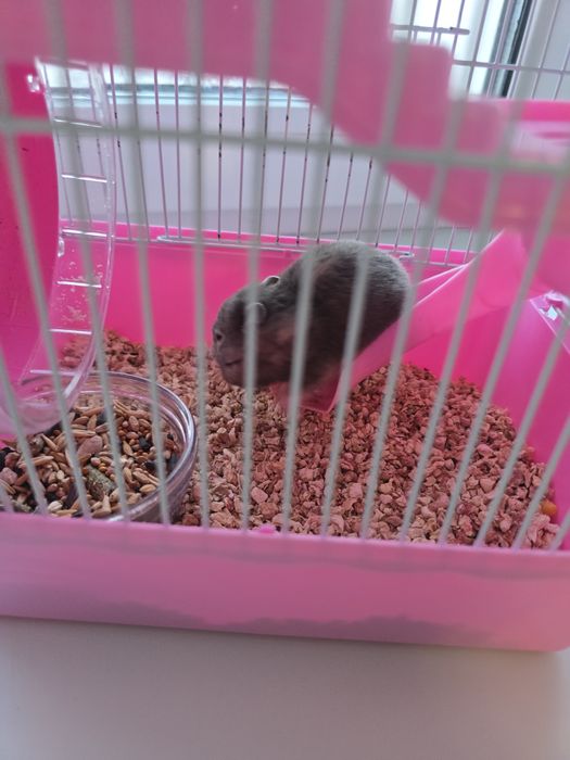 Хомяк с клеткой и кормом