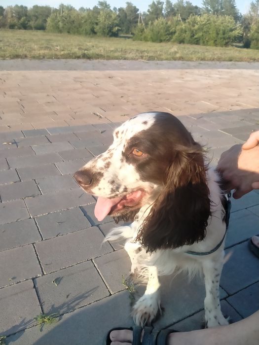 Кабель на вязку, русский спаниель.