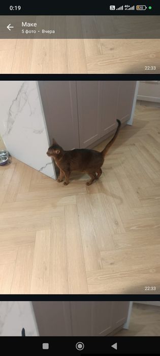 Продам кошку Абисинская