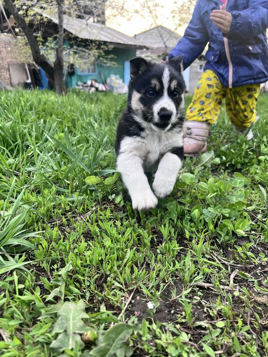 Отдам щенка хаски