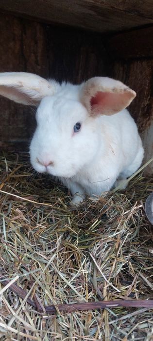 Vând iepuri cu prețul de 40 lei pe bucată