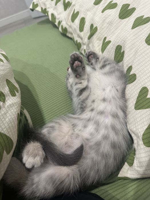 Отдам котенка, мальчик