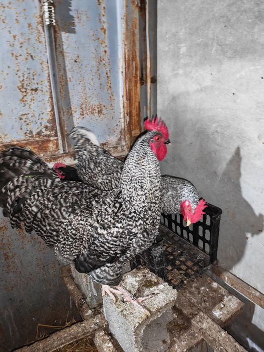 Продам петухов !!!