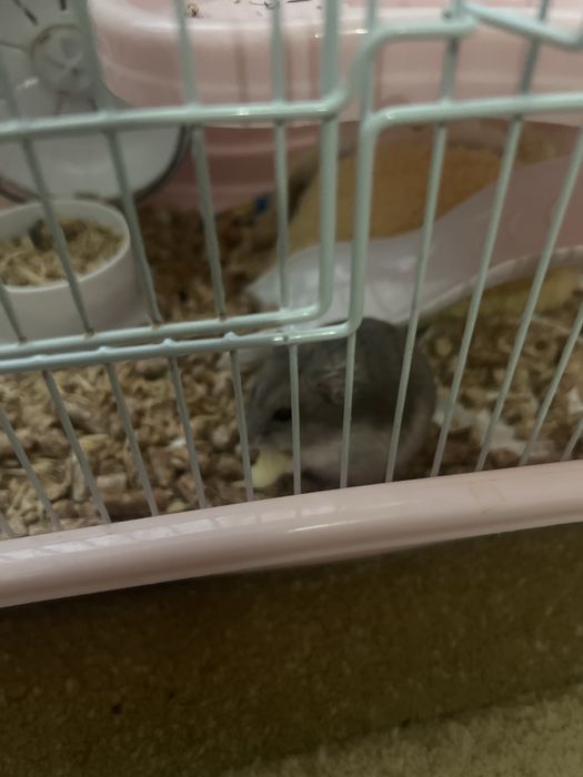 Хомяк с просторной клеткой