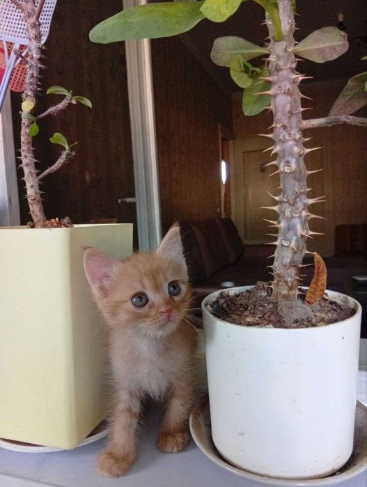 котенок в добрые руки