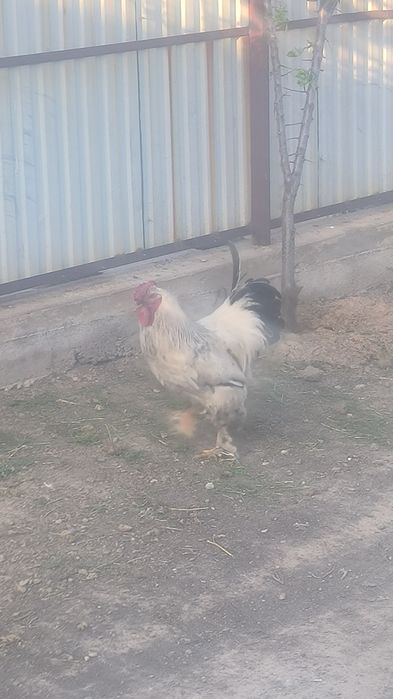 11 Айлық қораз сатылады