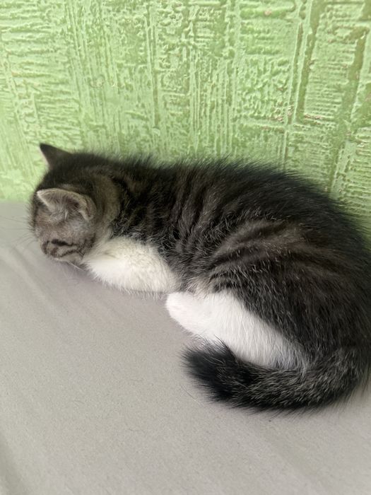 Девочка 1,5 месяца