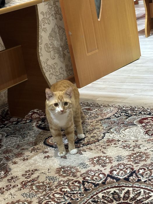 Отдам в добрые руки