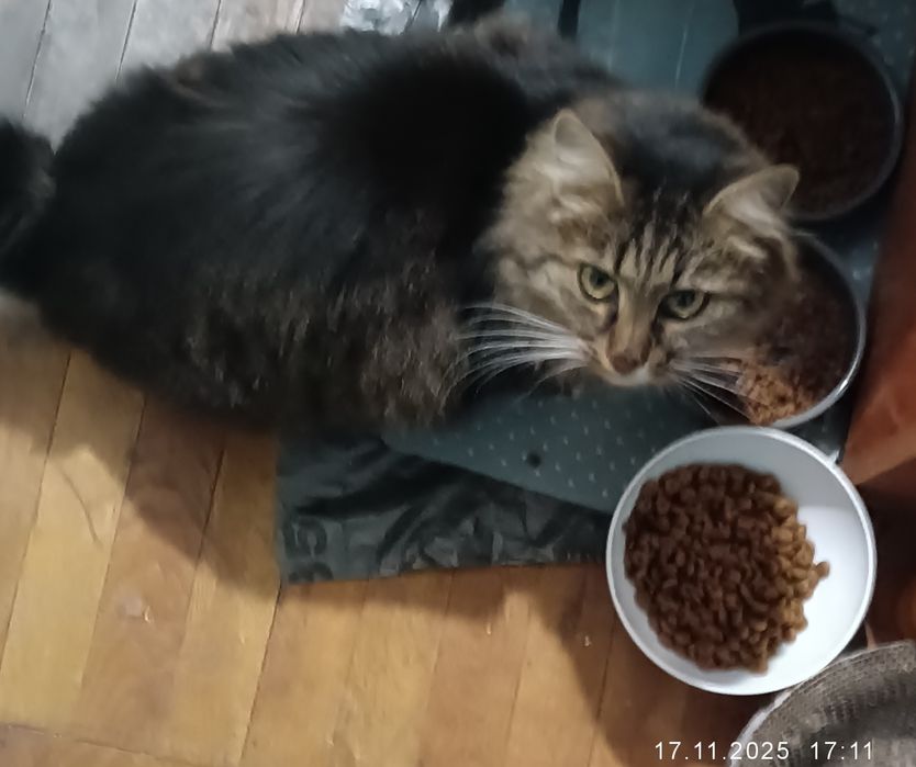 Подарявам дългокосместа женска котка на 2 г.