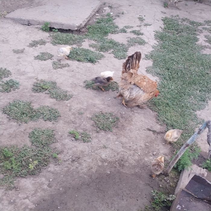 Продам цыплят с курицей