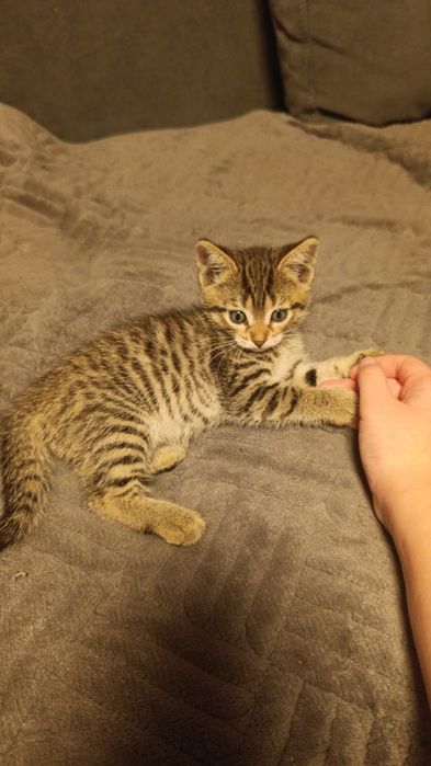 Дарю котят с доставкой