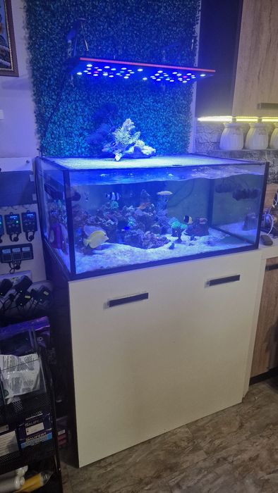 Соленоводен аквариум