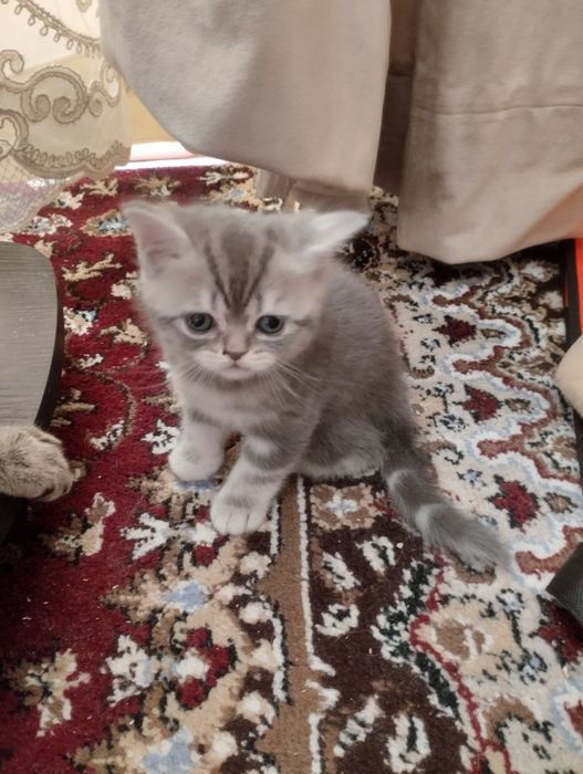 Британскиие котята