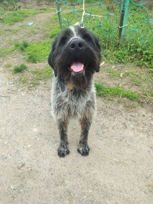 Продается годовалый кобель Дратхаара.