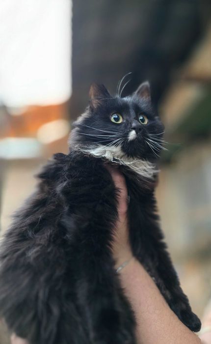 Котёнок, 6 месяцев