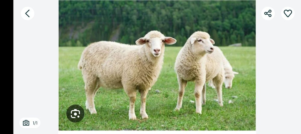 Продаются овцы потом