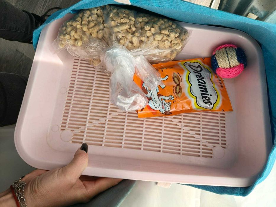 ищем для котика новых хозяев