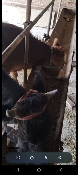 Ona bola sigir sotiladi