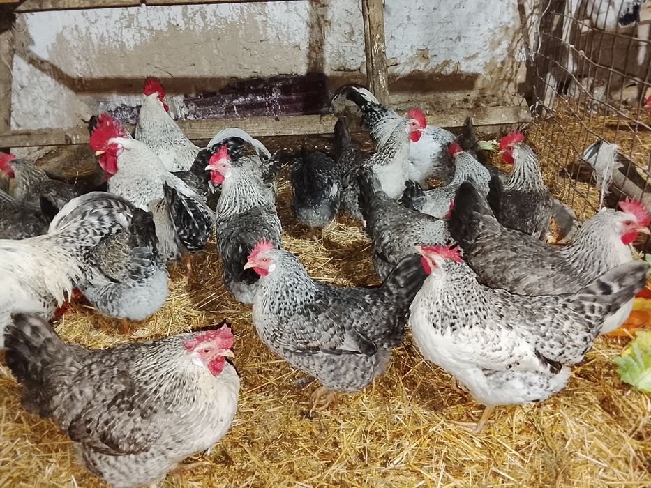 Бараковский барвистая