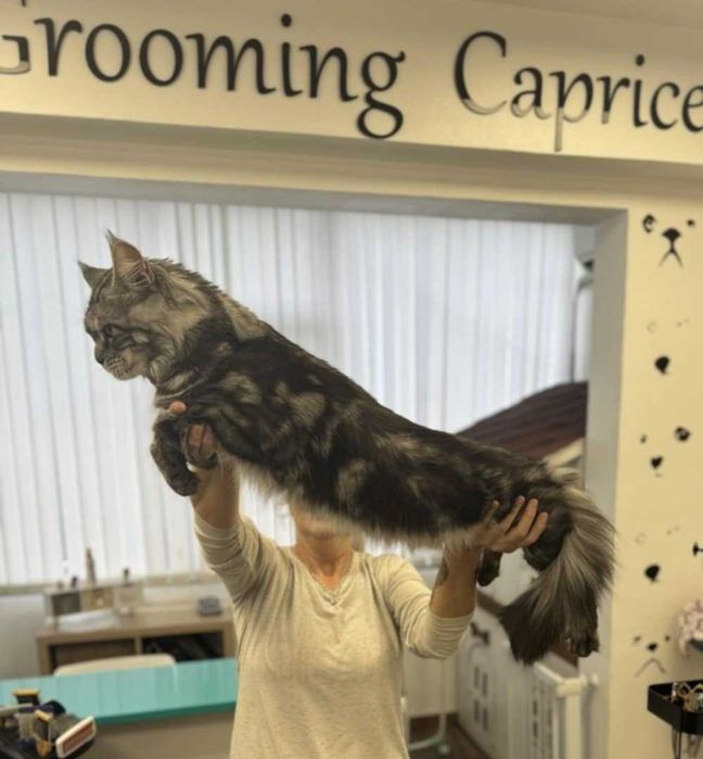 Котенца Мейн куун