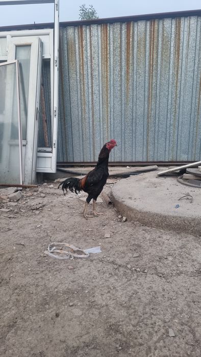 Дакан кораздар..