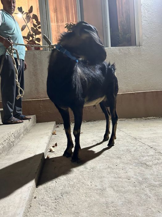 Теке / Козел сатылады