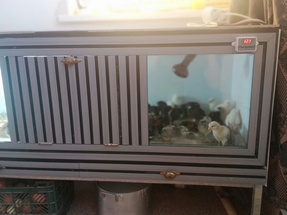 Продам.   Брудер