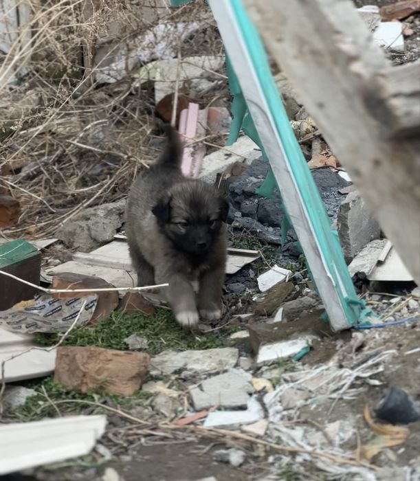 Щенки дрововые умные