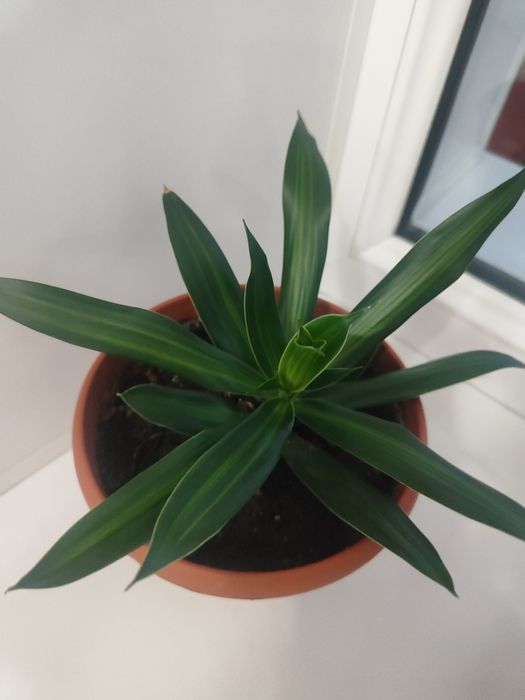 Продам Комнатные цветы