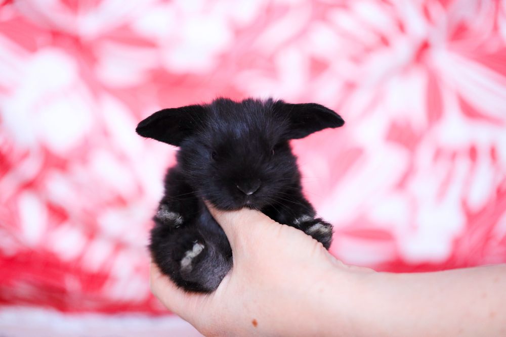 Белые кролики из питомника