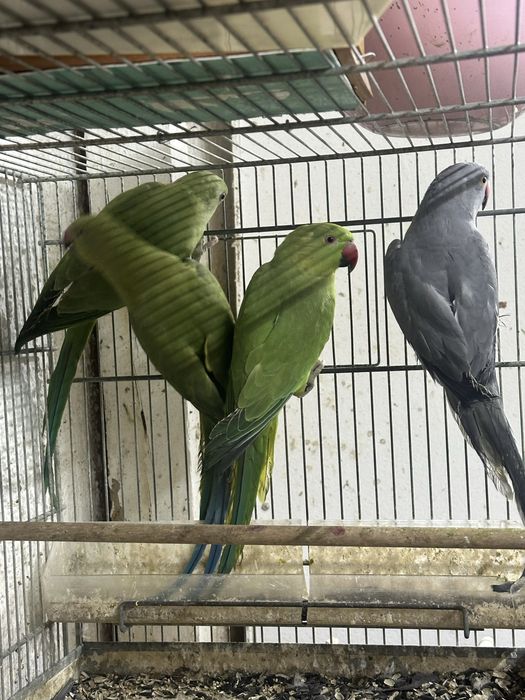 Papagali Micul  Alexander