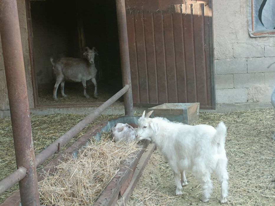 Продам 2 козы и 3 козленка