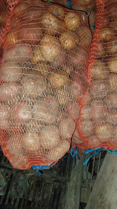 Vând cartofii 2 lei kg