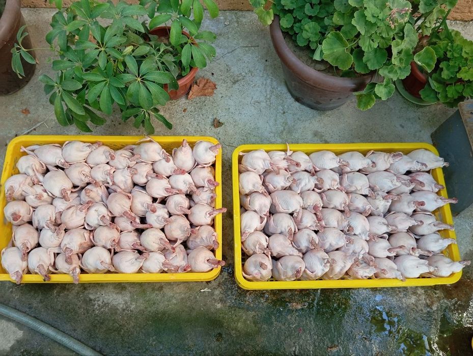 Бедана   сотилади