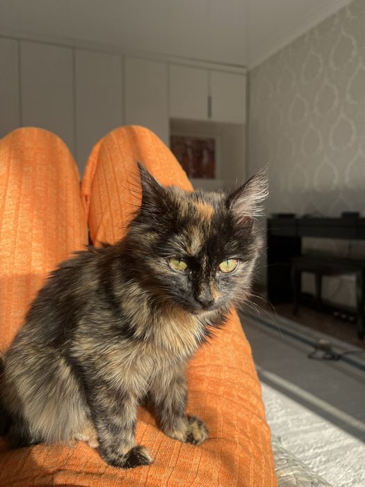 Отдам котёнка в добрые руки