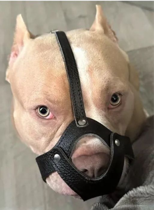 Намордник для плоской мордочки